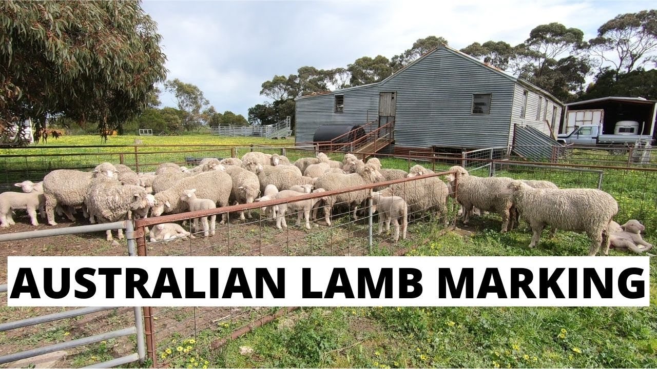 Marking Lambs In Australia. Why And How We Do It