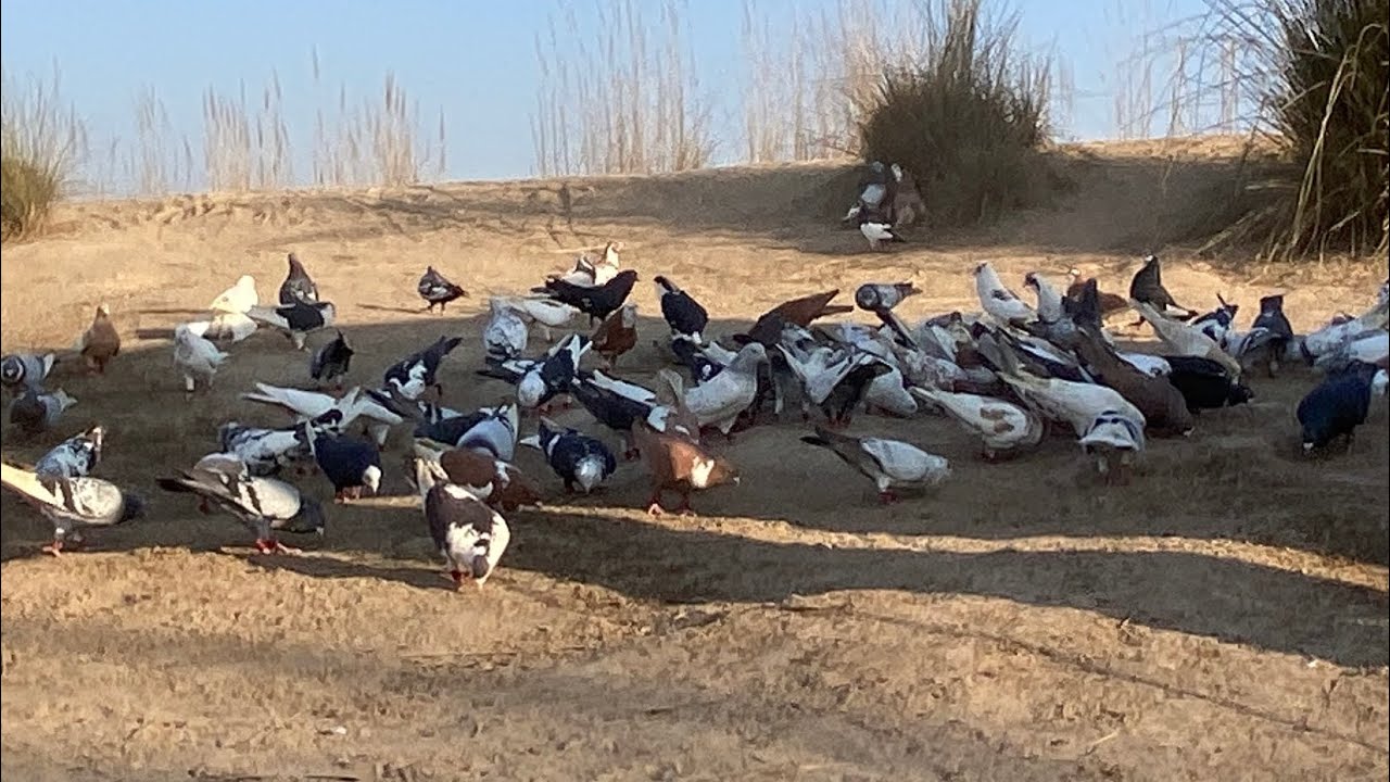 Katra Kamu Kala600 Zila Multan Zila Jang La DG Khan Zila Rajapur Bhatti Muqabla Hua