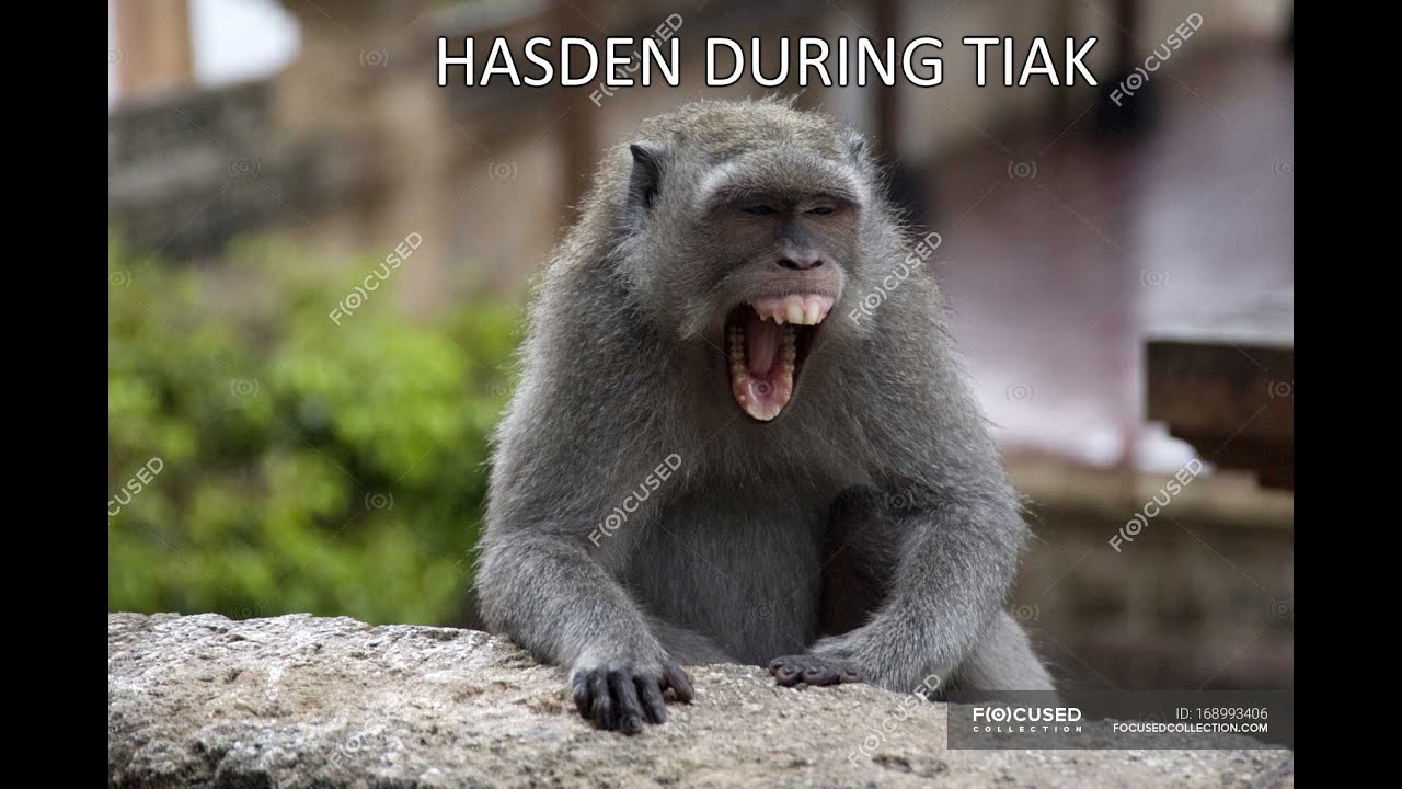 hasden insult whole team for 20 minutes straight