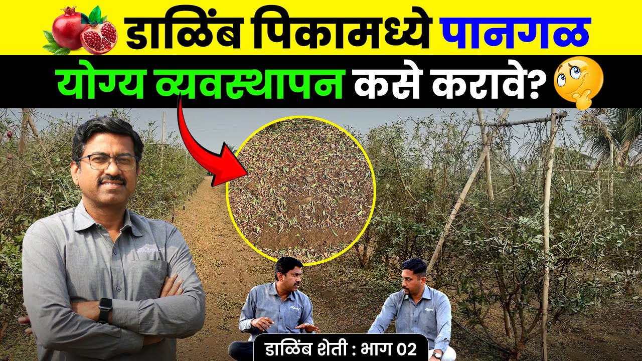 Dalimb Pangal मुळे उत्पादनात होणारा फायदा । Dalimb | #agrostar #pomegranatefarming