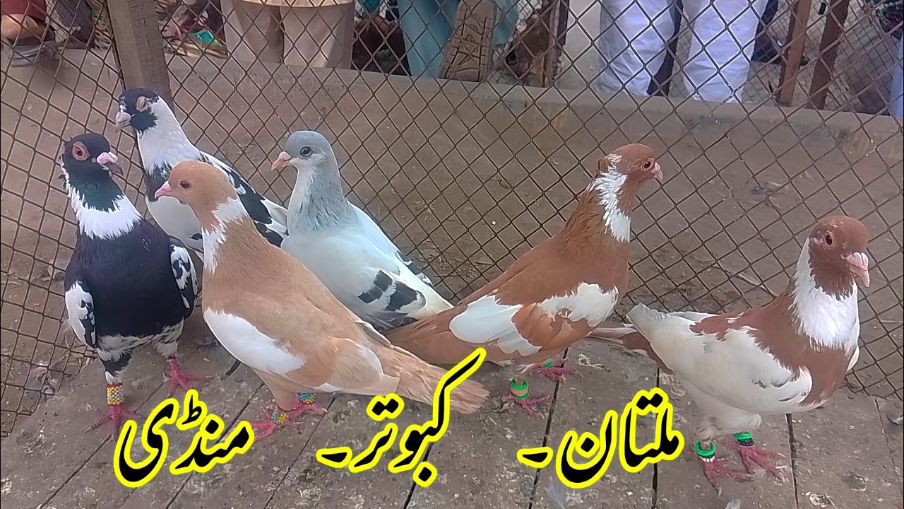 Multan kabootar mandi| 300 per kabutar| Ch Junaid pegions| kabutar mandi| fighter kabutar|