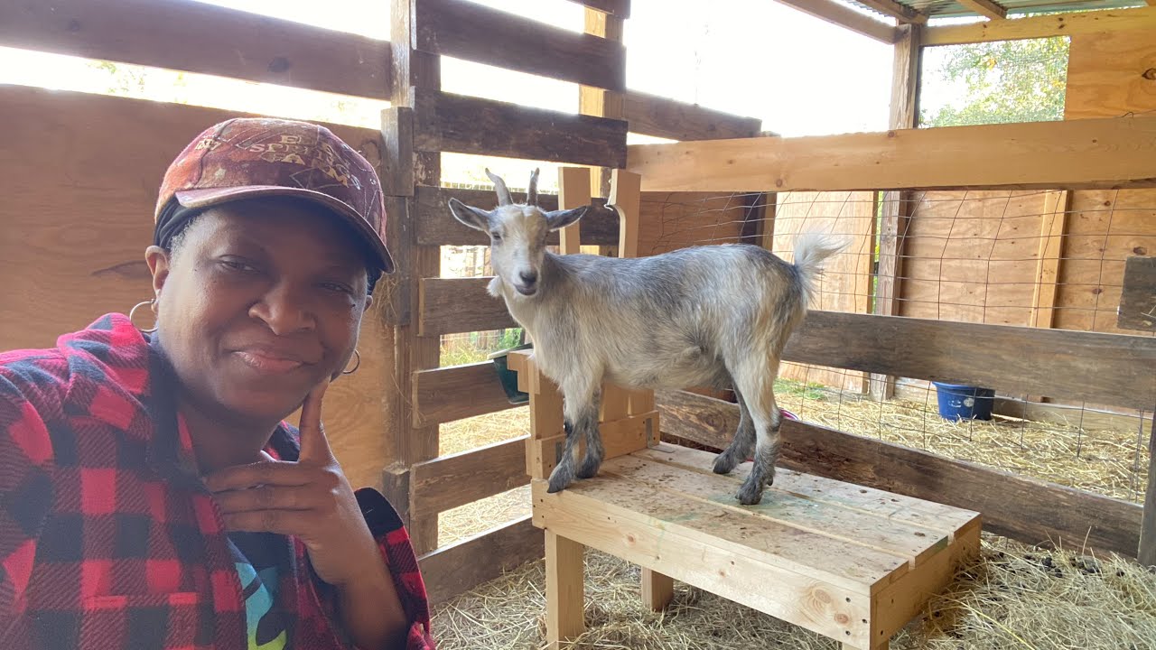 One Of Our GREATEST HOMESTEAD Resources!
