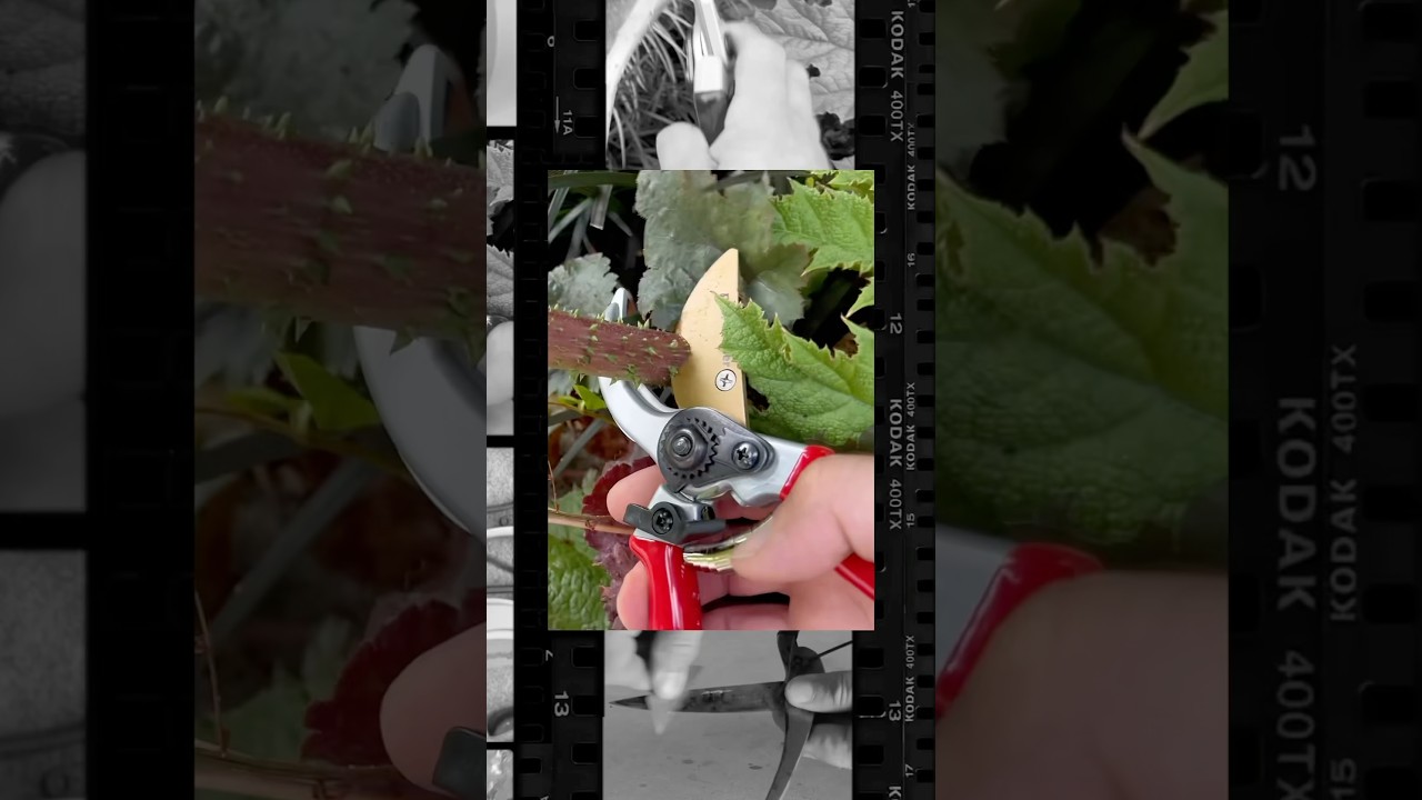 Best garden pruners for 2025 #propruner #pruner #gardeningequipment