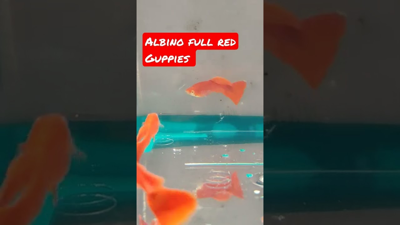 Albino Full Red Guppies Video - Video Hub Online