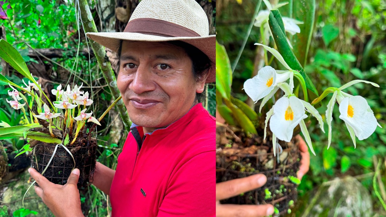 Cultive Orquídeas Naturales Y Ya Florecieron | Juanito el curioso.