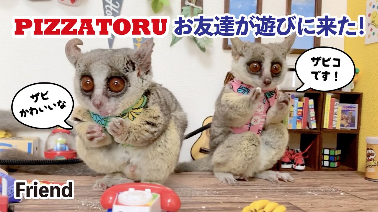 猿のお友達が遊びにやってきた！ Bushbaby the Pizzatoru / with Friend  / ショウガラゴのピザトル