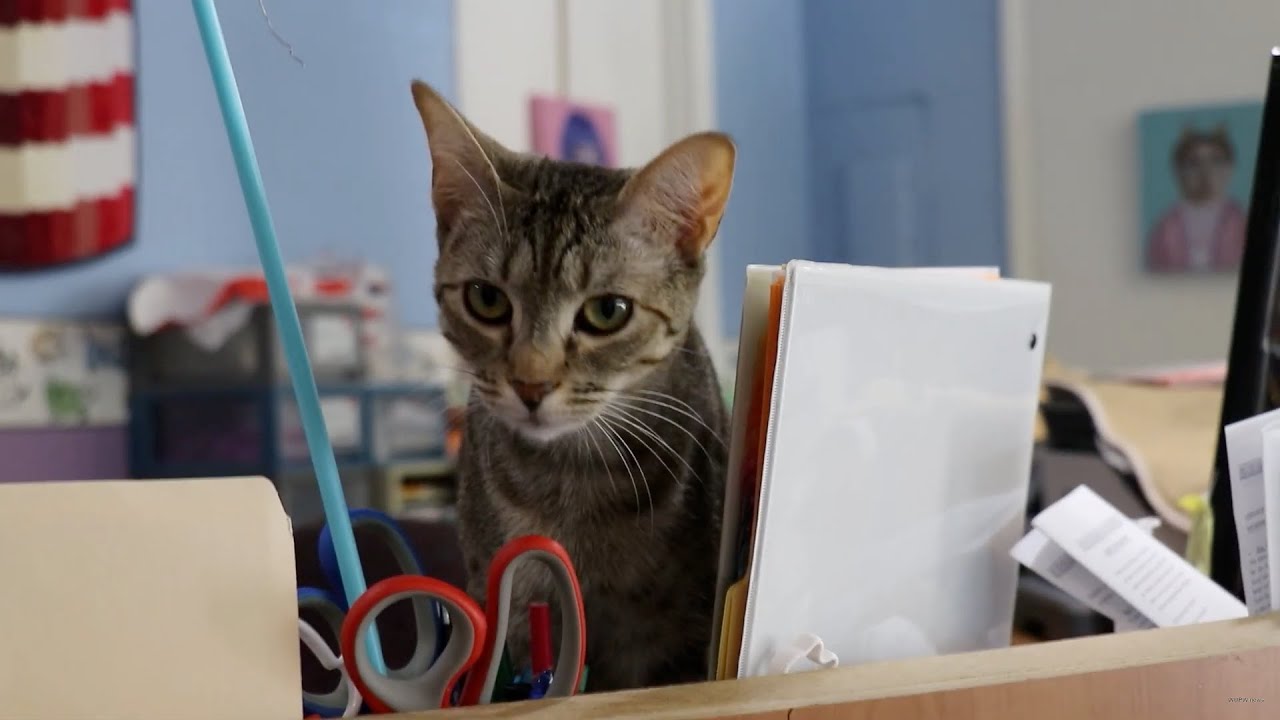 Adoptable kittens, cats available at humane society