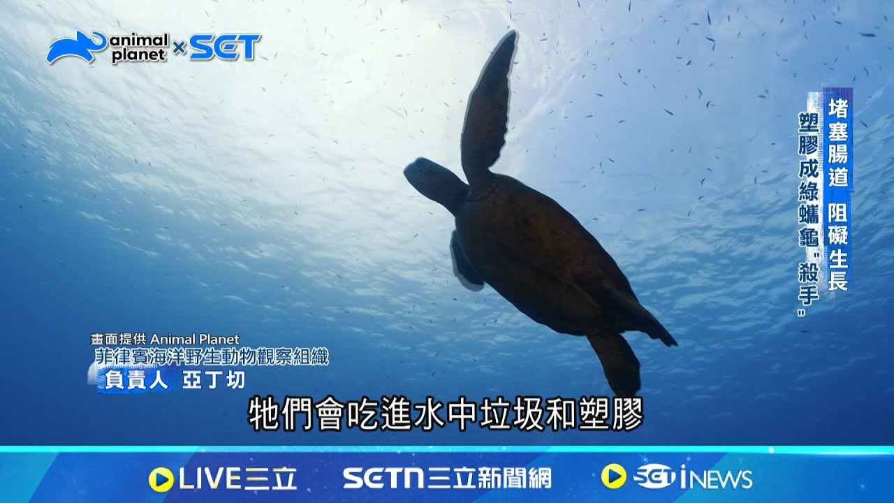 第六次物種大滅絕! 綠蠵龜恐十年內消失│國際關鍵字20250426│三立iNEWS