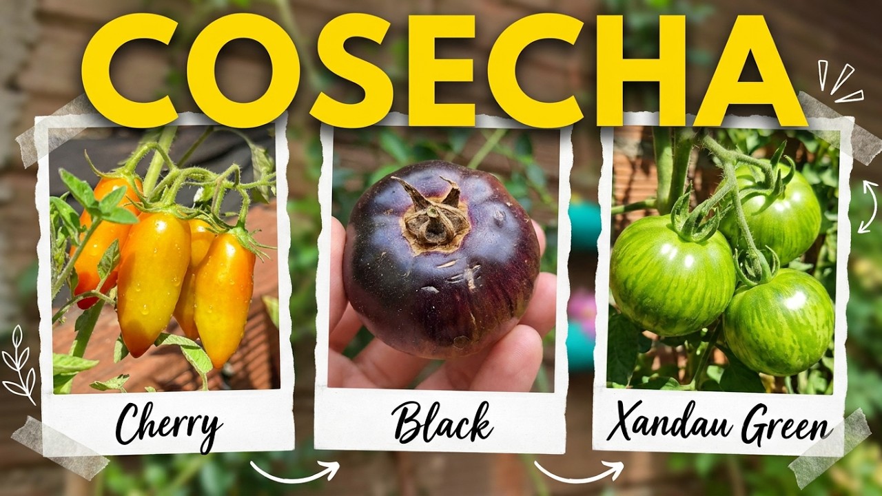 Cosecha de fin de temporada 🍅 | Últimos tomates Cherry, Black y Xandau Green #31