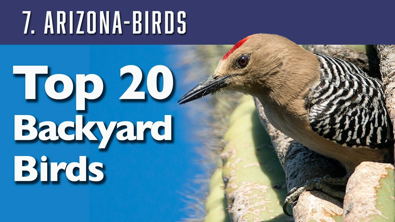 Top 20 Arizona Backyard birds