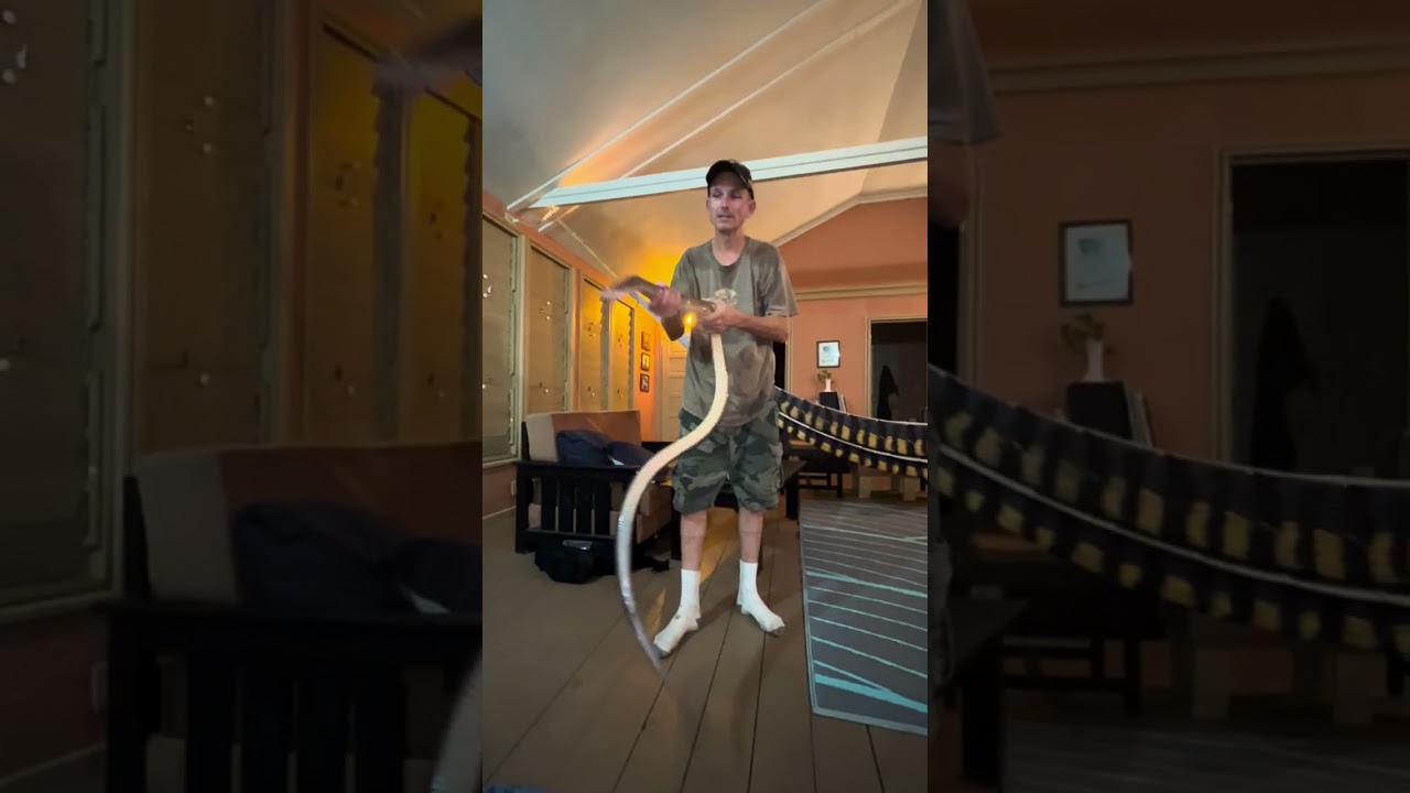 A huge 7ft Black Tail Cribo Snake