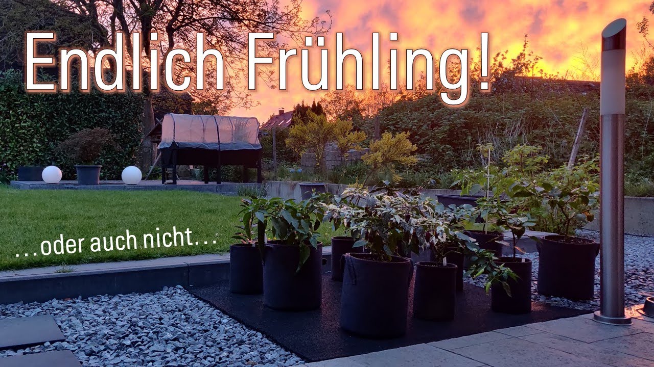 Es geht raus! So halb... - Stand der Anzucht Teil 11