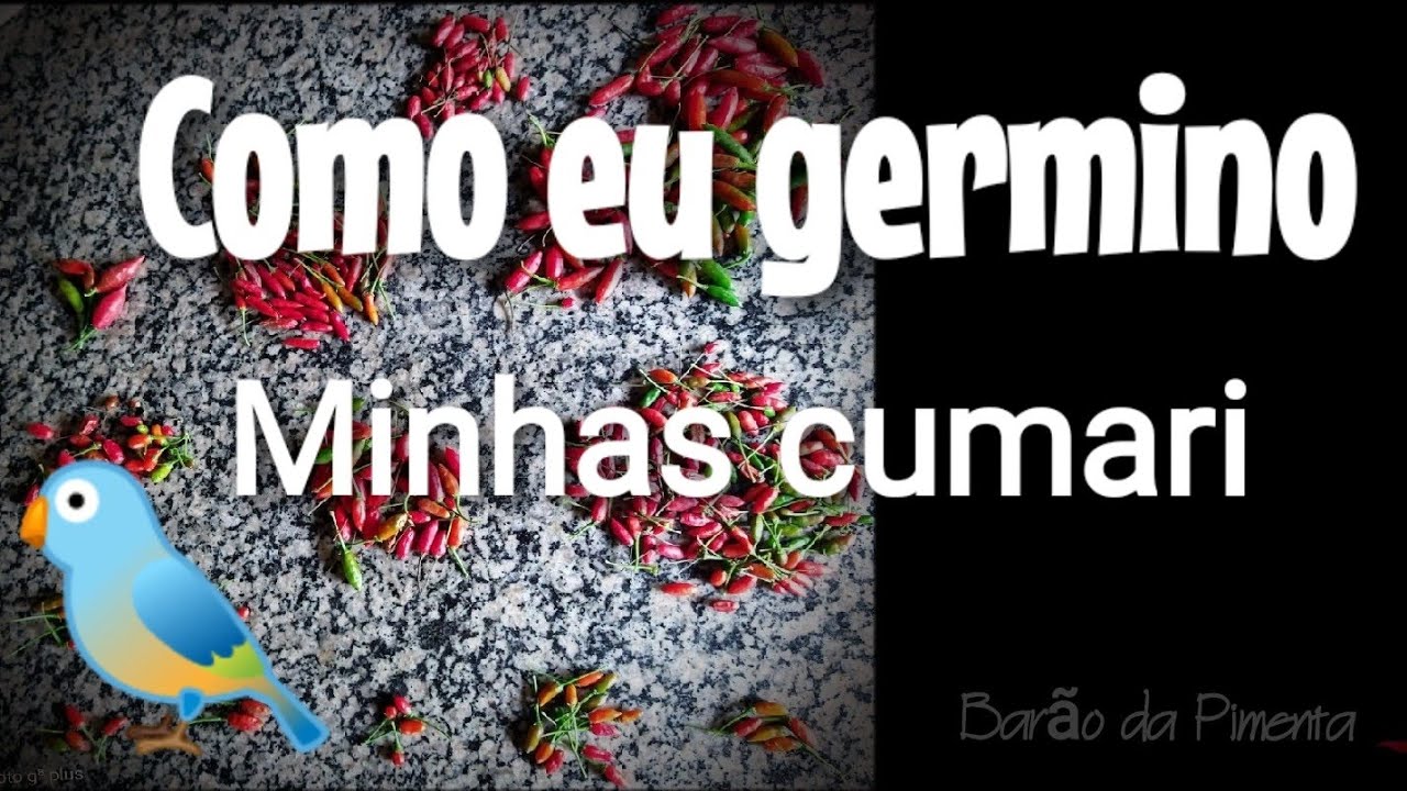 Como eu germino minhas Cumari - T&eacute;cnicas do Bar&atilde;o da Pimenta - 2020