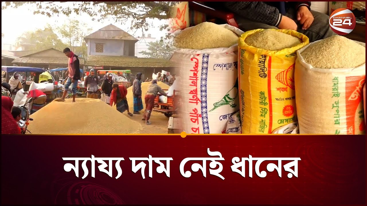 নওগাঁয় ধানের নিম্নমুখি দামেও চড়া চালের বাজার | Naogaon | Paddy | Channel 24