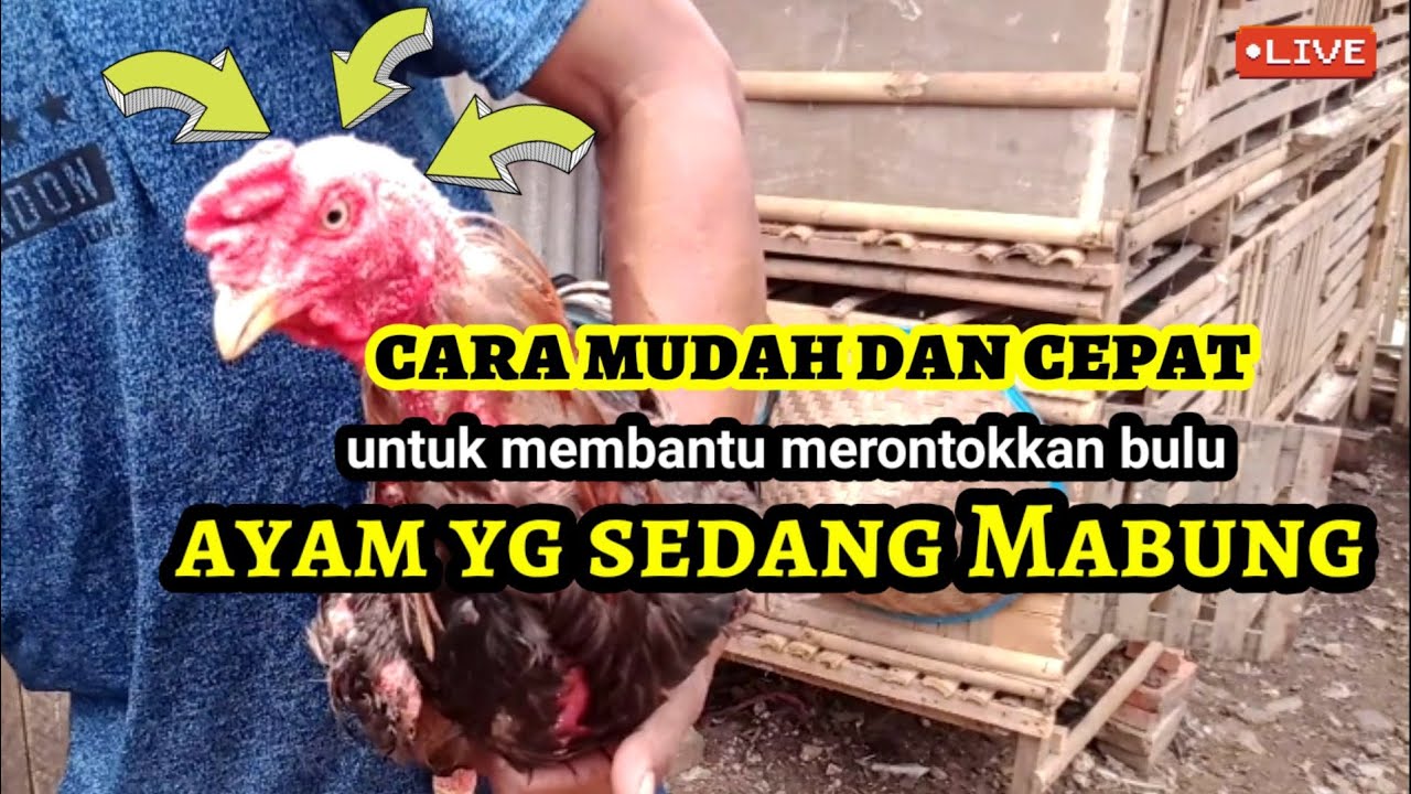 cara mudah dan cepat untuk membantu merontokkan bulu ayam yang sedang MABUNG | Kokok petok