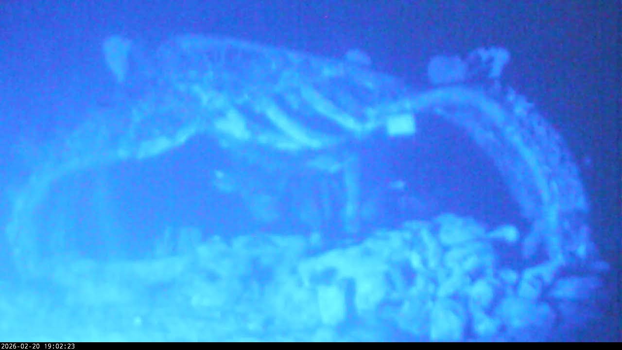 Living Sea Sculpture Live Stream