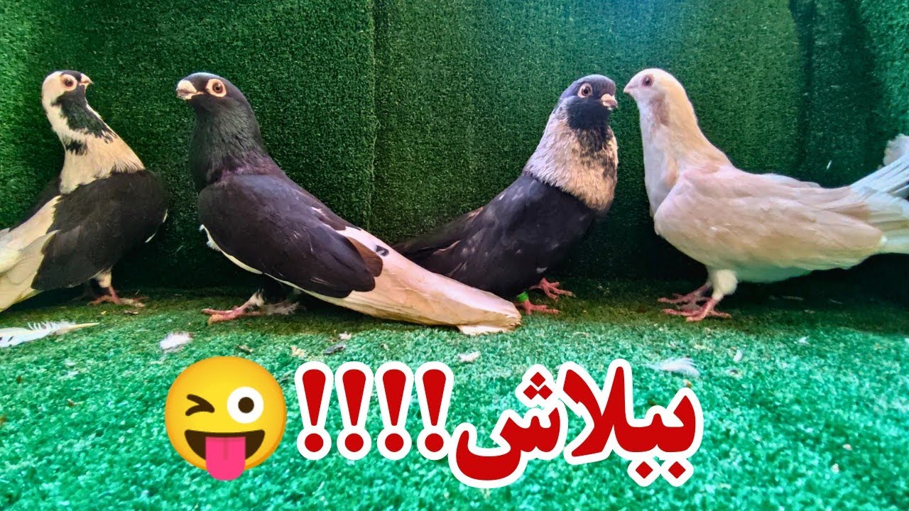 غيه حمام كامله للبيع 😜