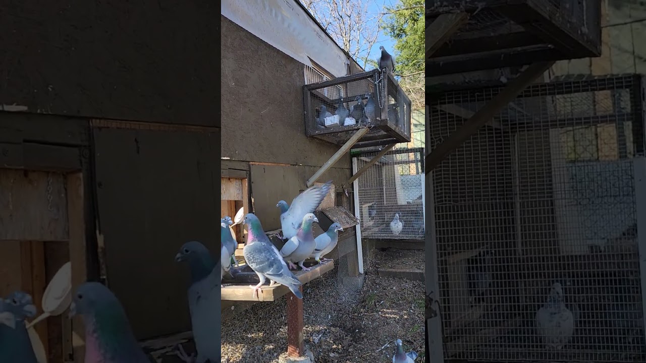 Need road training this week  | Racing Pigeon | Homer | Kabutar