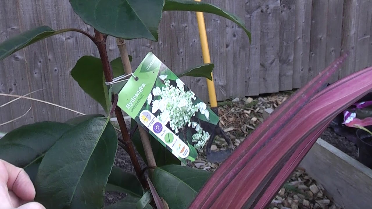 Exotic Gardening UK Yorkshire Kris Episode 63