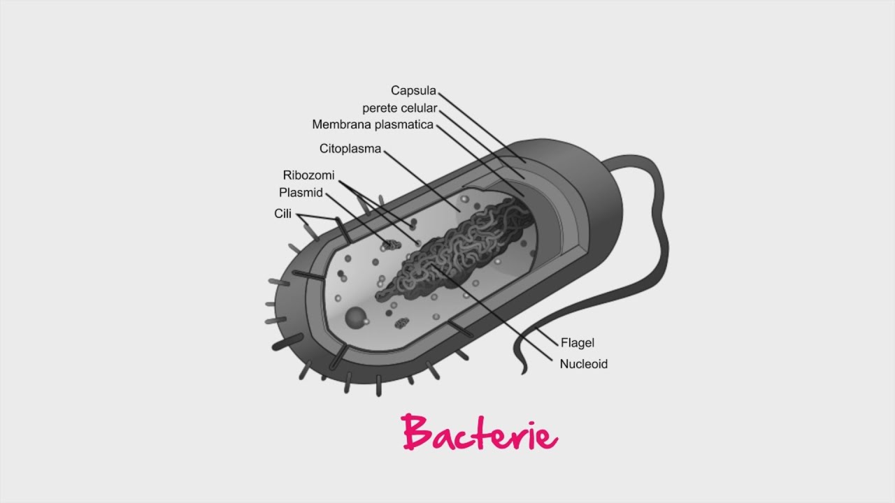 Biologie: Bacterii | WinSchool