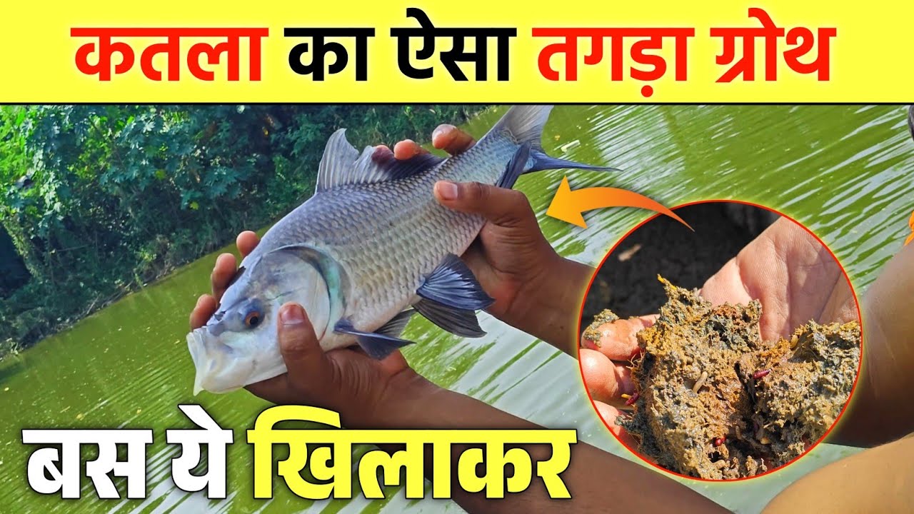 कम समय में कतला मछली का ऐसा ग्रोथ लेने के लिए बस एक काम करे || Fish Farming 