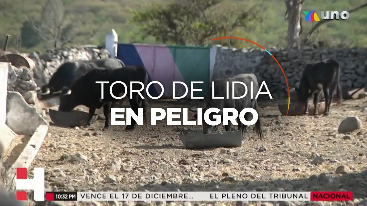 Hechos: El toro de lidia, una especie en peligro de extinción.