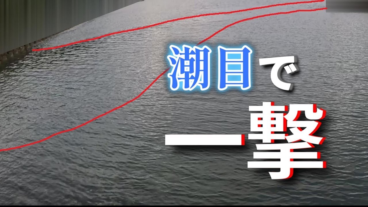【エギング】突然現れた潮目にエギをぶち込むと一撃でした!!