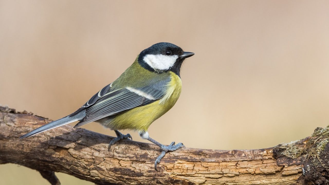 Sikorka bogatka - Parus major