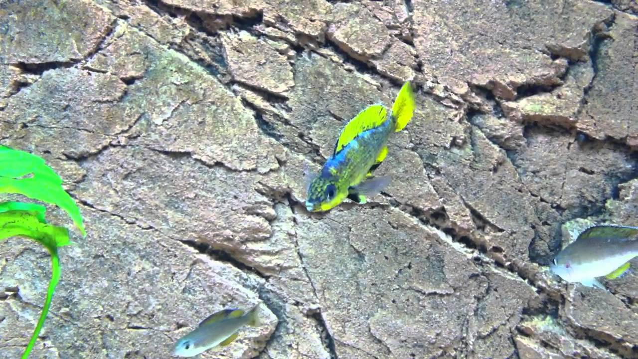 Cyprichromis leptosoma Kitumba males different color paterns - PISCES