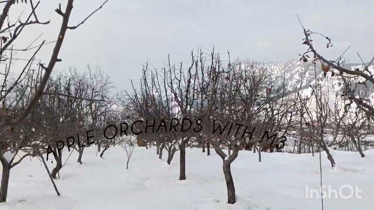 #snow #love #orchard #fruitcultivation #garden #nature