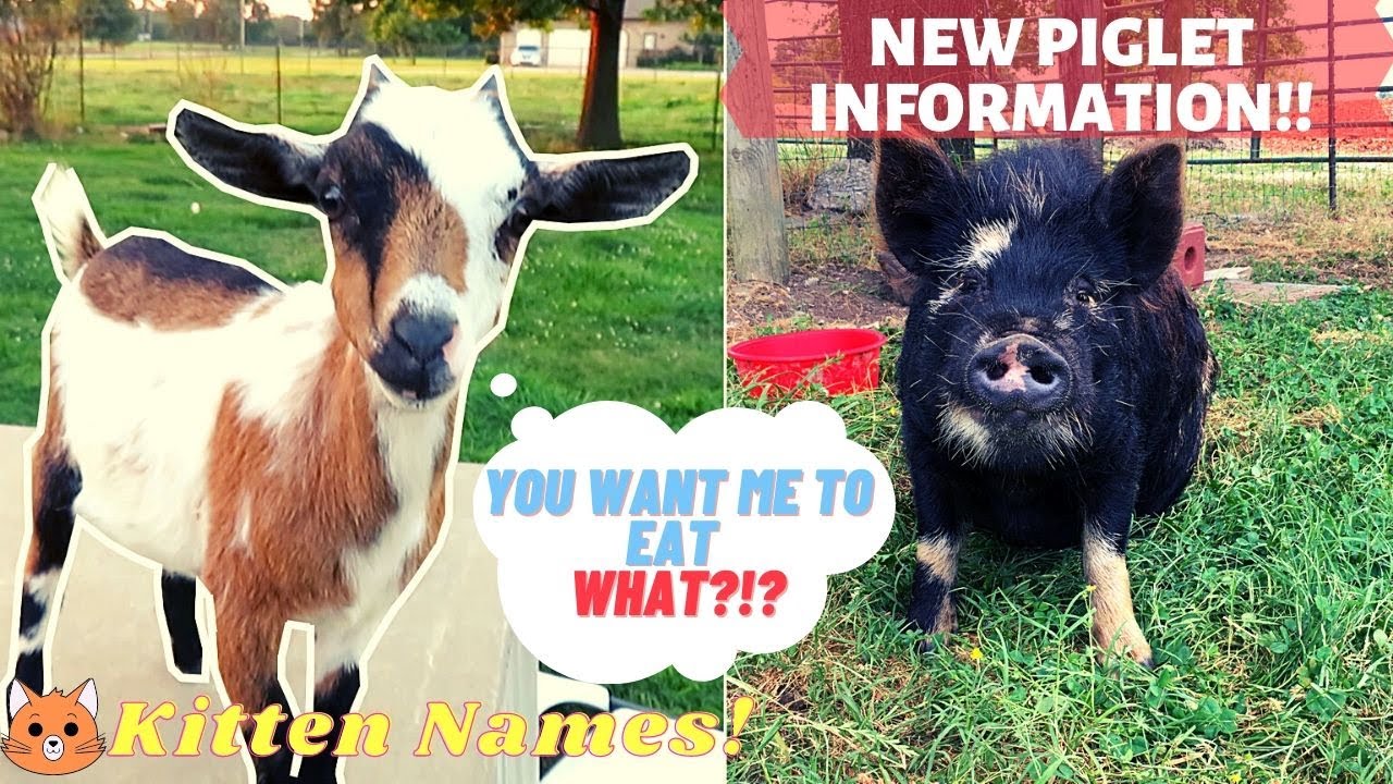 PIG PREGNANCY NEWS! WHAT MINERALS DO GOATS NEED?! KITTENS get NAMES! CATTLE LOADED for the SALE!