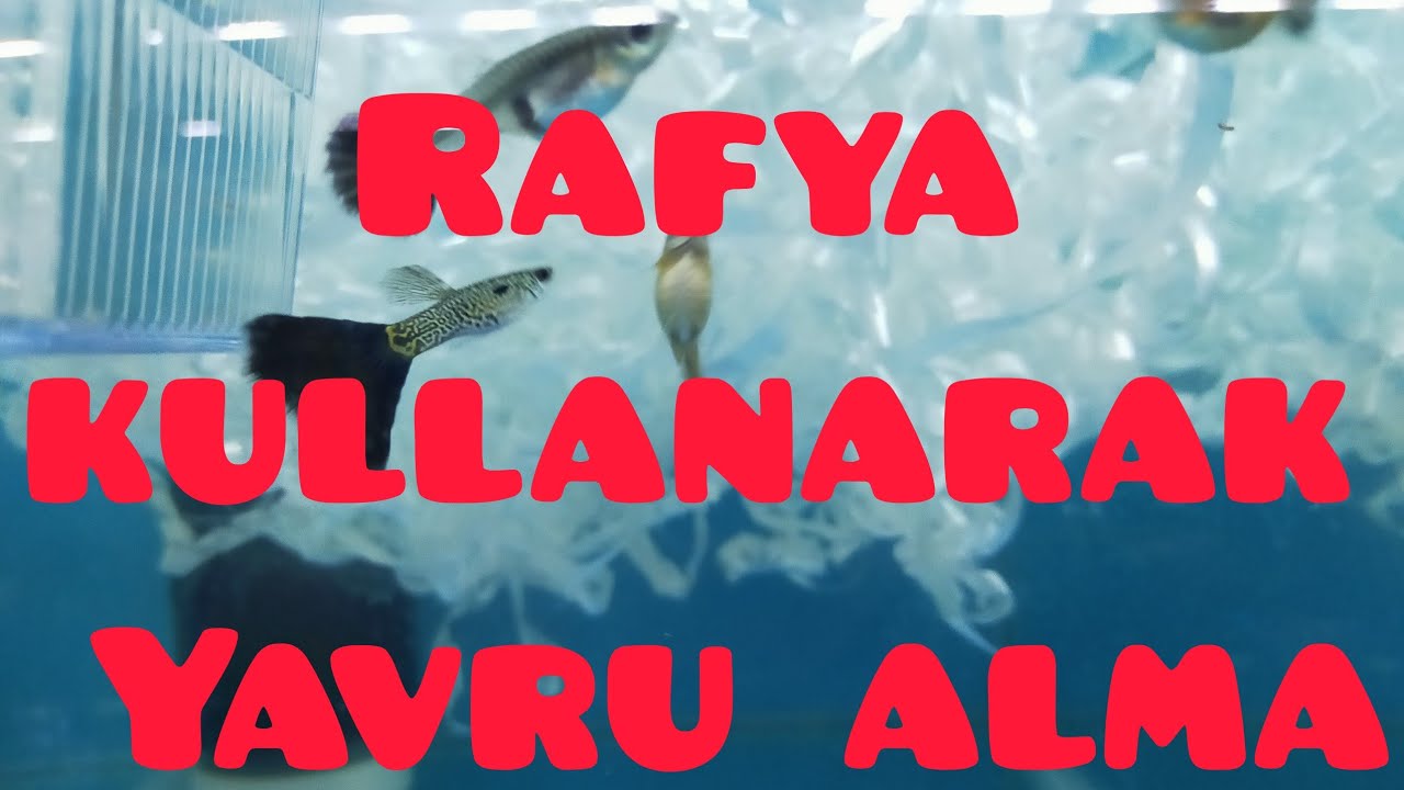 &Ouml;zel t&uuml;r Lepistes balıklarından rafya kullanılarak yavru alma sistemi