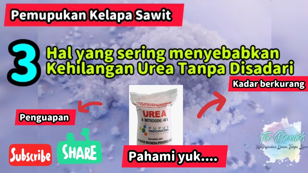 Pemupukan Kelapa Sawit || 3 Hal yang Menyebabkan Kehilangan Urea Tanpa Disadari||