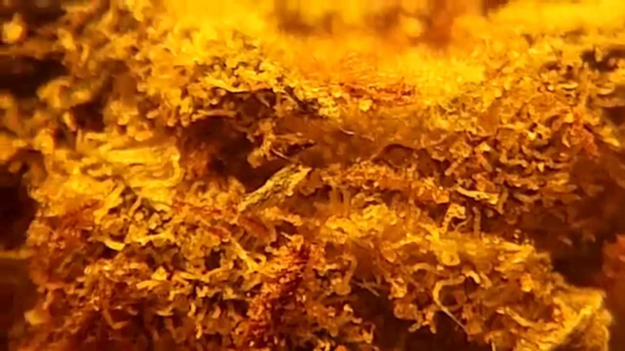 Ep 385 Hd G13 Haze Strain Review weed Barney's Farm seeds 1080p medical cannabis pot bud marijuana