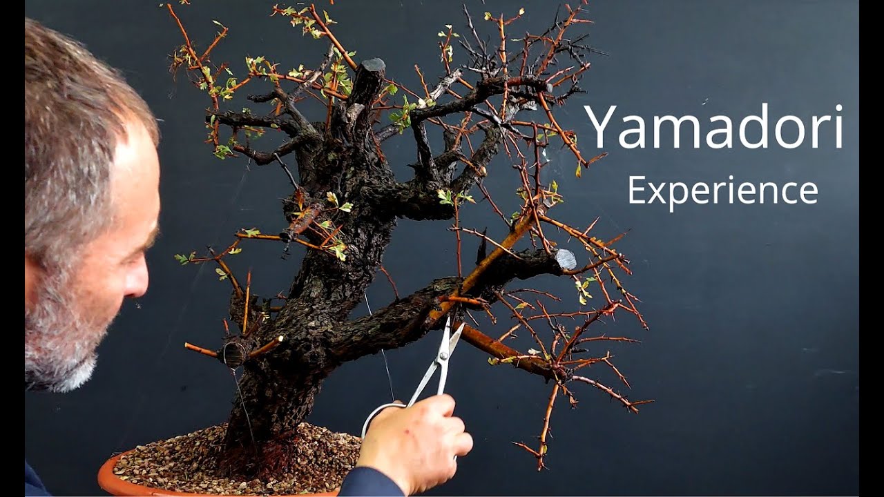 Pre bonsai care | approach to yamadori | episode 3