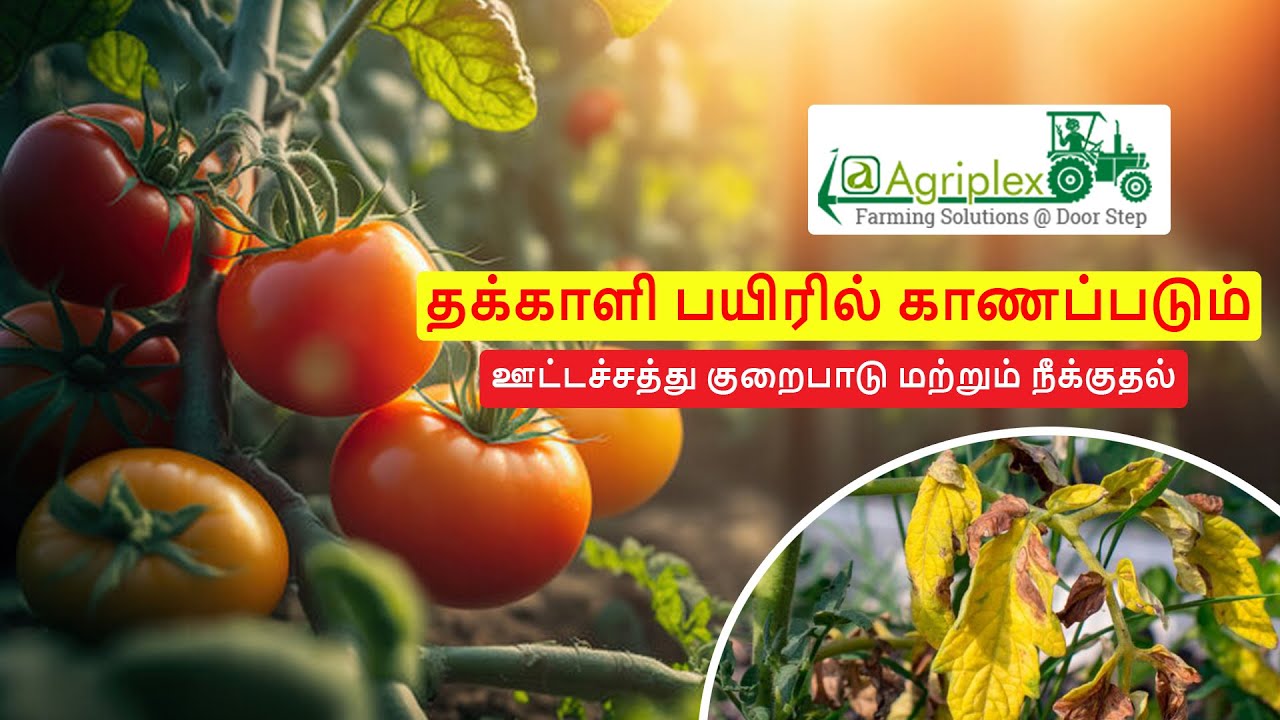 தக்காளி பயிரில் காணப்படும் ஊட்டச்சத்து குறைபாடு மற்றும் நீக்குதல்