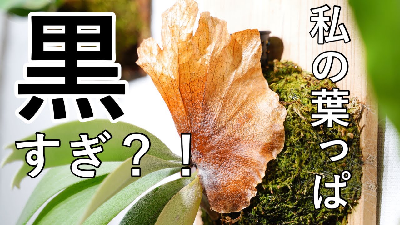 #03 その色大丈夫？ビカクシダ変色のワケ