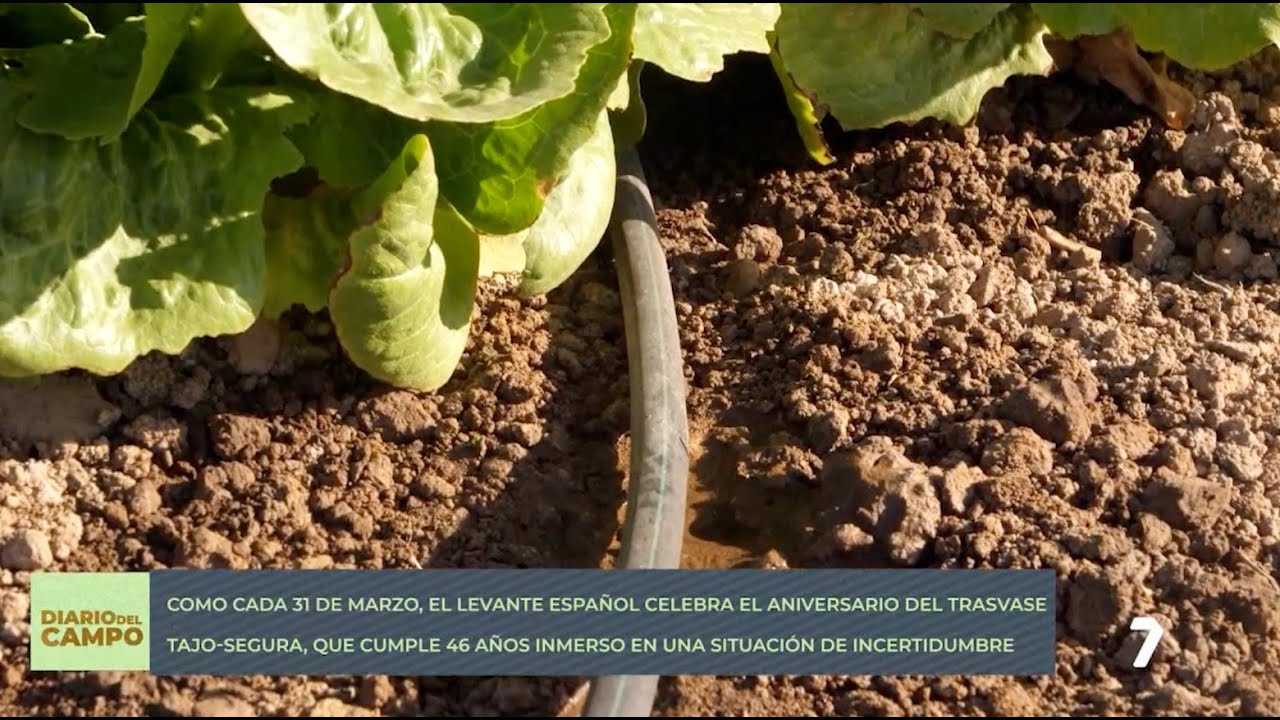 46 Aniversario del Trasvase Tajo-Segura | Diario del Campo. La 7 | 31/03/2025