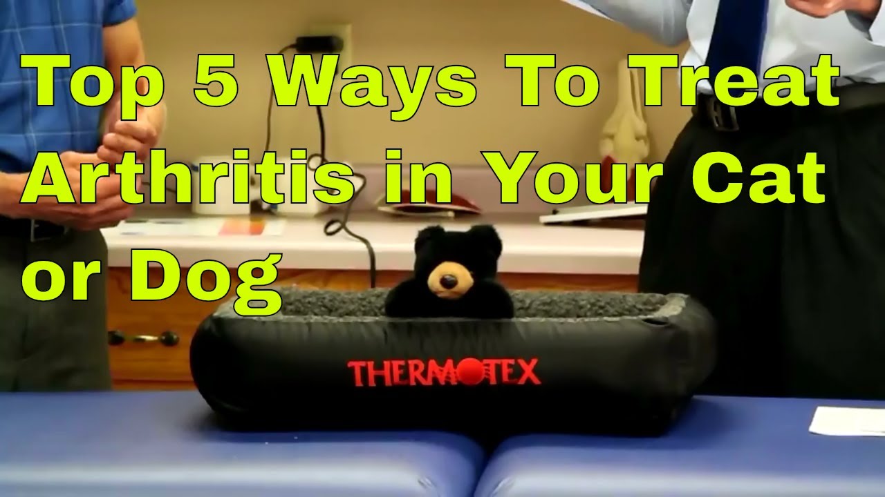 Top 5 Ways to Treat Arthritis in Your Cat or Dog (Without Surgery)