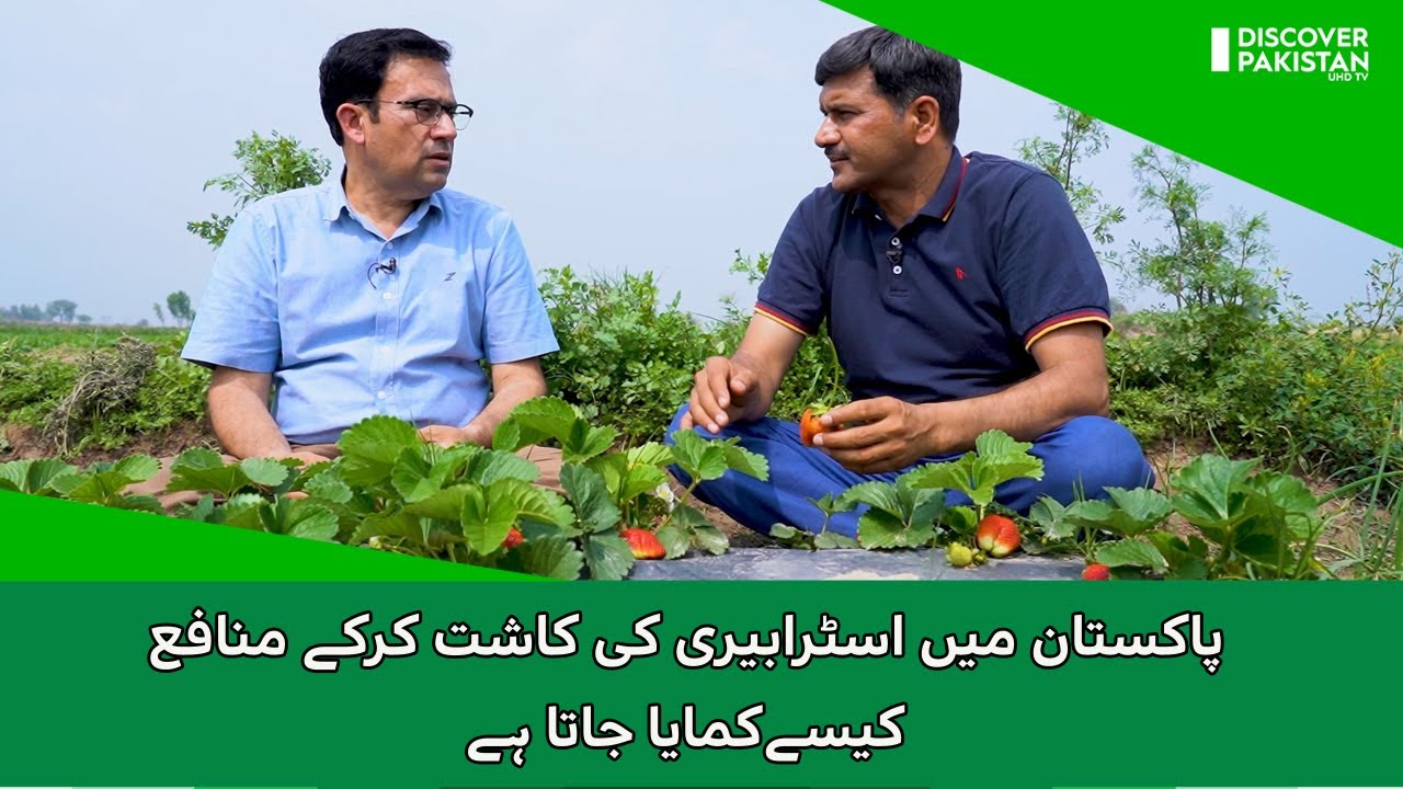 How to grow Strawberries in Pakistan and How to Make Profit | Kissan Ka Pakistan