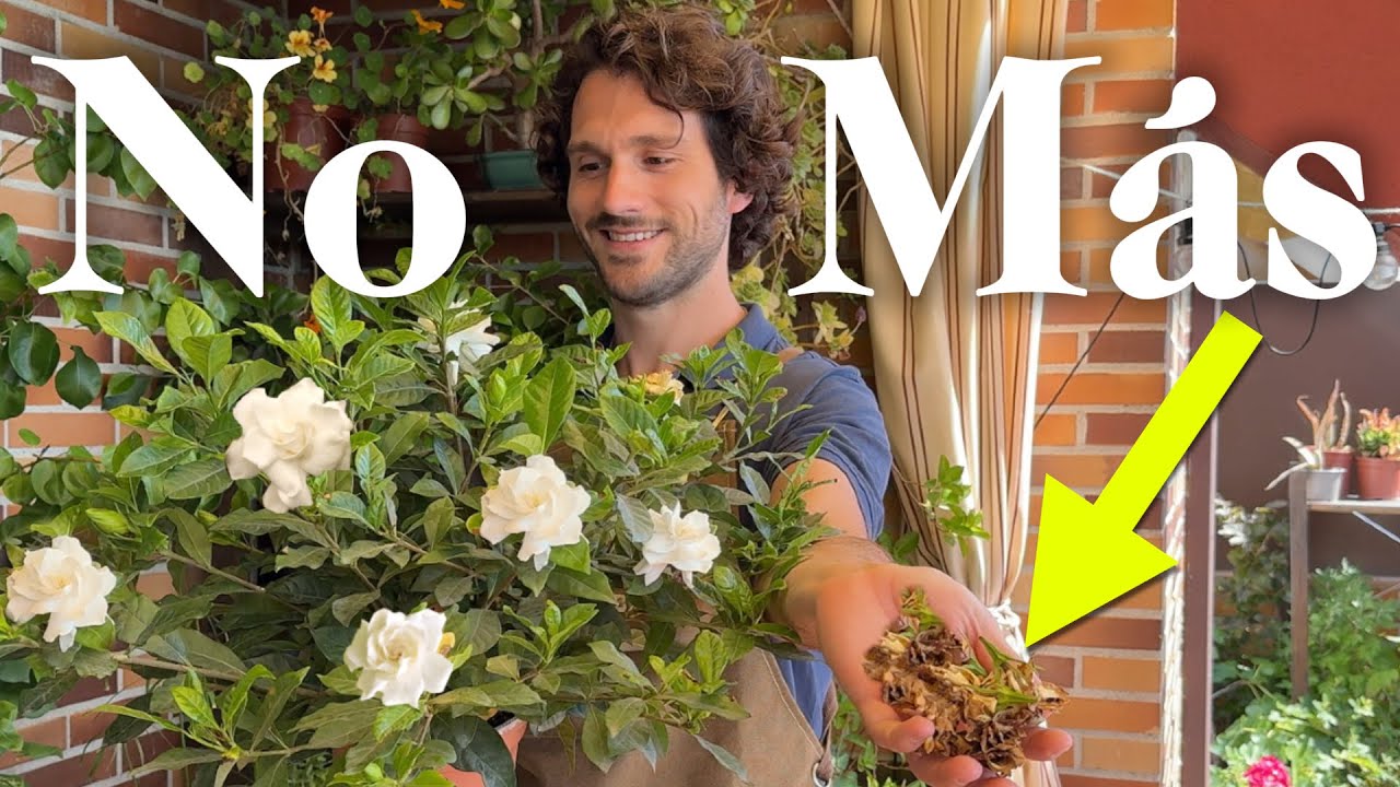 Soluciones para Gardenias ENFERMAS | Plagas y enfermedades de Gardenias