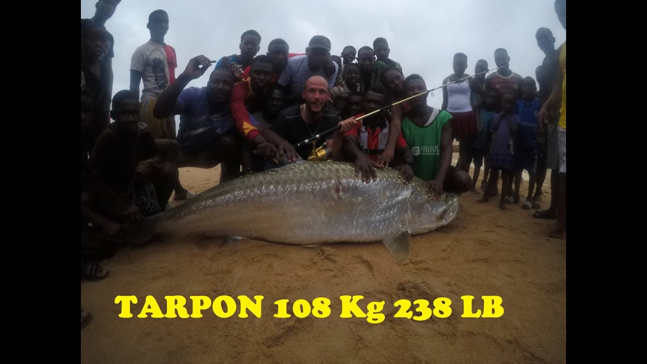 Pêche Tarpon 108kg côte d'ivoire