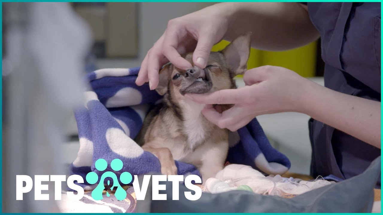 The Animal Hospital That Never Sleeps
