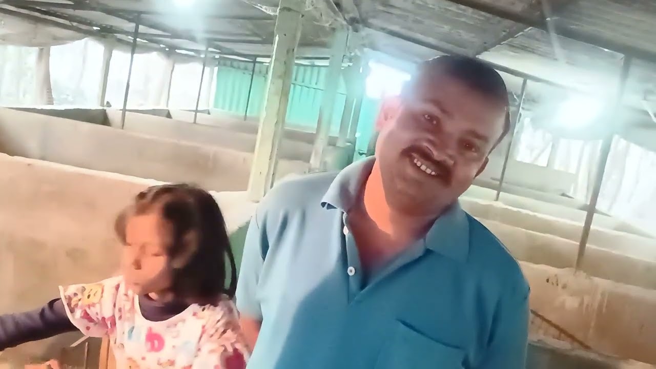 Pig Farming in West Bengal Earn money from pig farming Pig