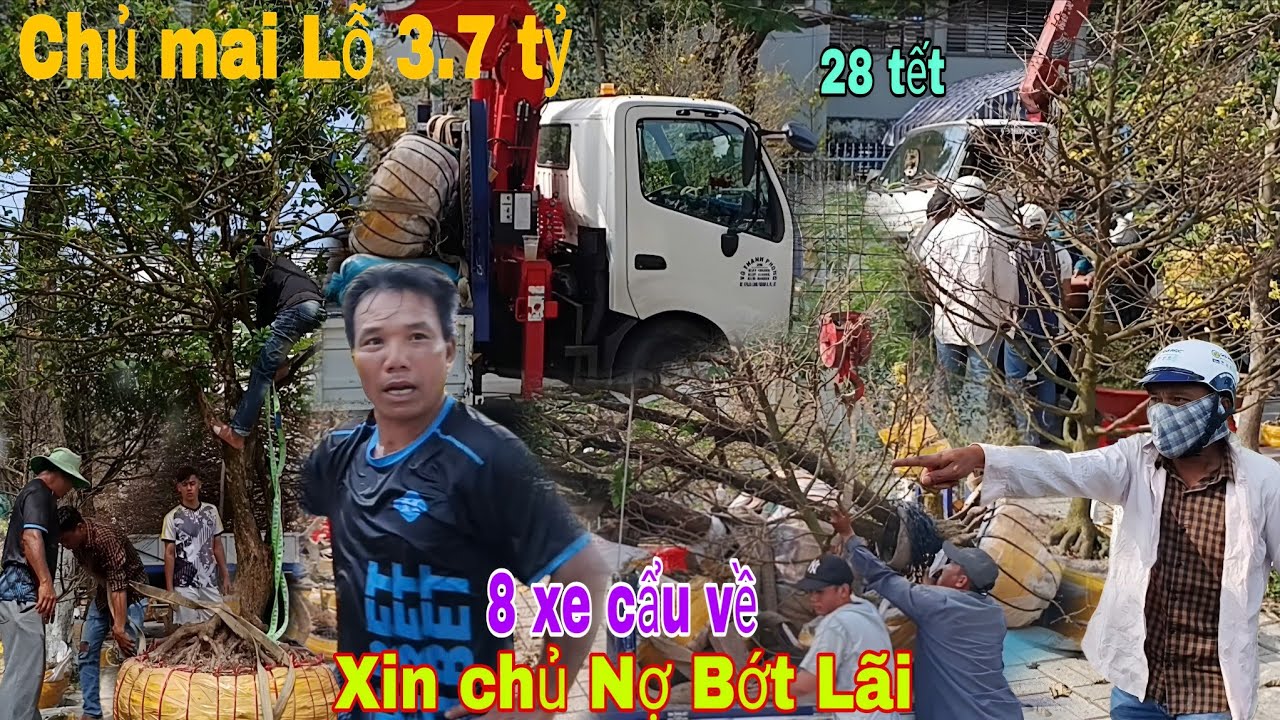 Chủ bán mai Lỗ 3.7 tỷ Đồng trốn Nợ.ngày 28 tết Long Xuyên.8 xe cẩu mai về không kịp!