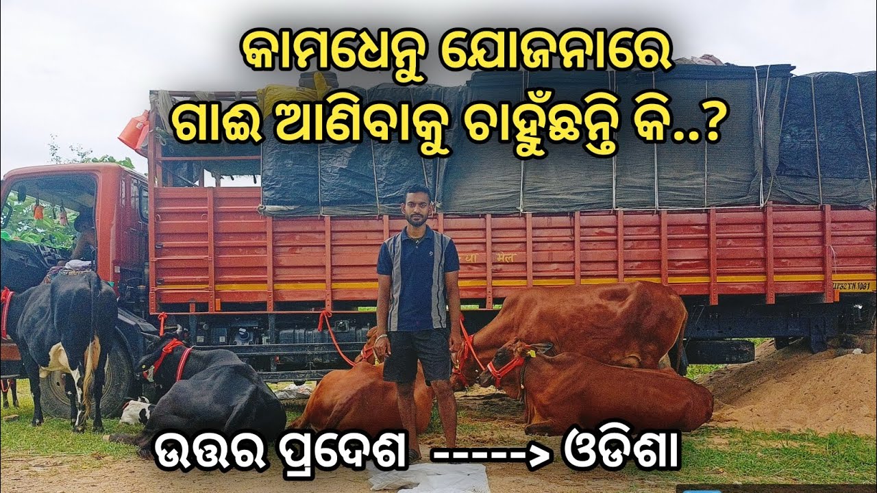 Kamdhenu Yojana re gai anibaku chahunchanti ki..?