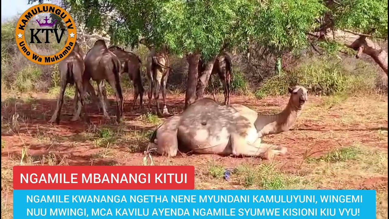 NGAMILE KWANANGA MYUUNDA KAMULUYUNI, NUU MWINGI, MCA KAVILU AYENDA NGAMILE SYUMWE KISIONI KIU VYU!