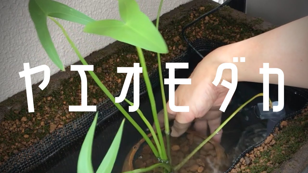 【かっこよすぎる水生植物】ヤエオモダカを育成して鉢植え【ビオトープ立ち上げ】