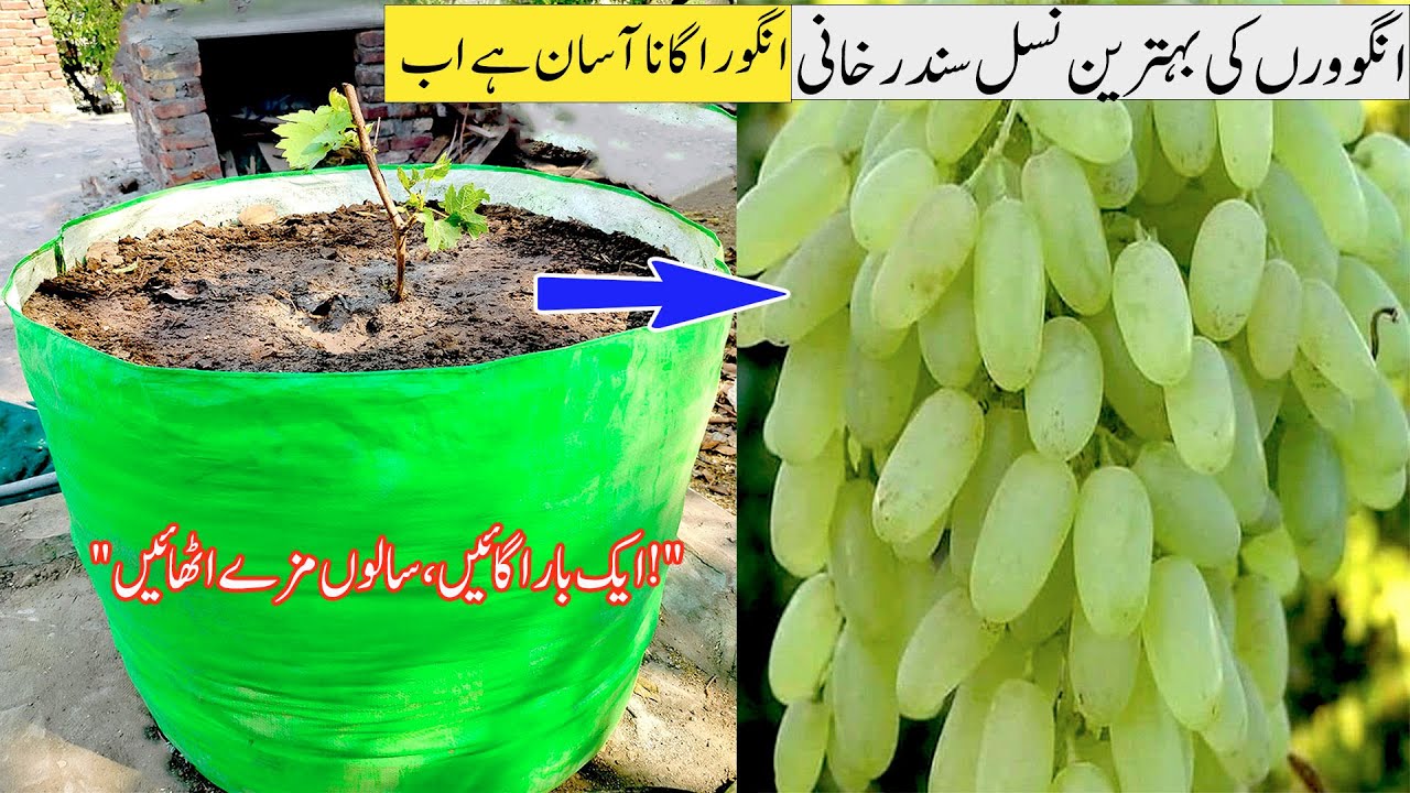 Sundarkhani Grapes – Home Growing Guide | 3 Simple Tricks to Grow AMAZING Sundarkhani Grapes at Home