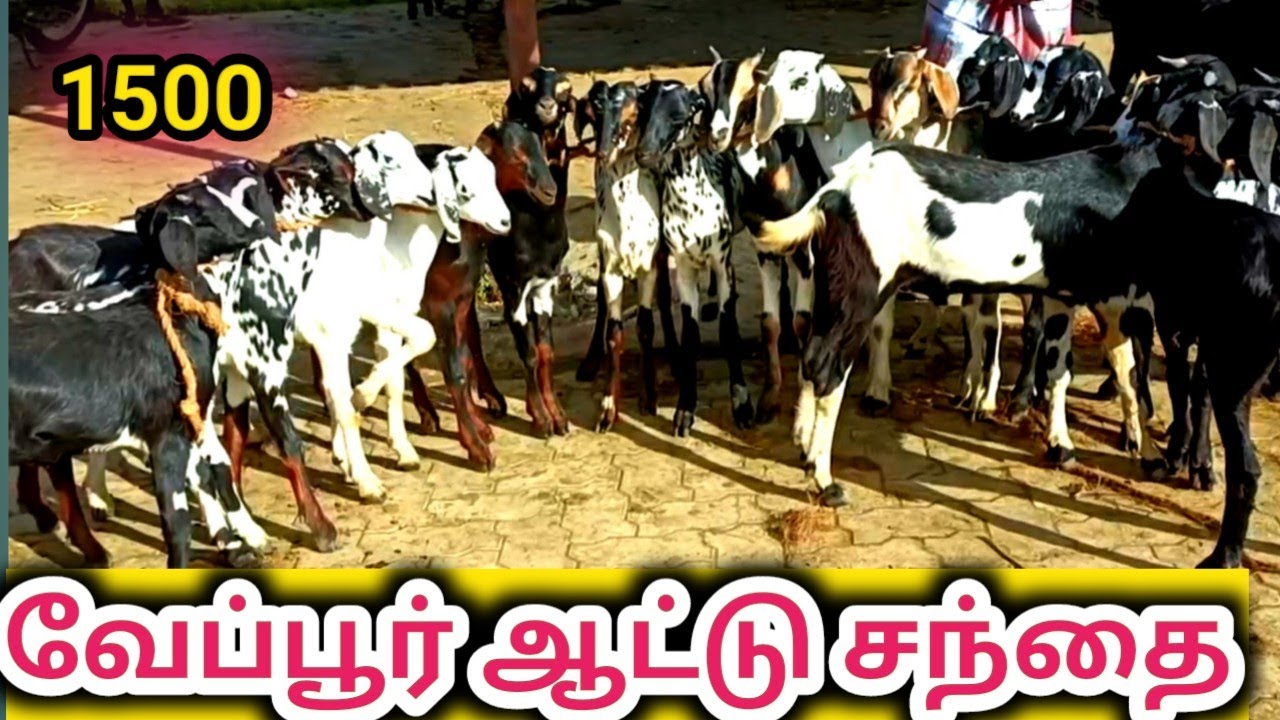 தரமான ஆடு கிடைக்கும், கொடிஆடு, நாட்டுஆடு,நெல்லூர் ஆடு|Veppur Attu Santhai